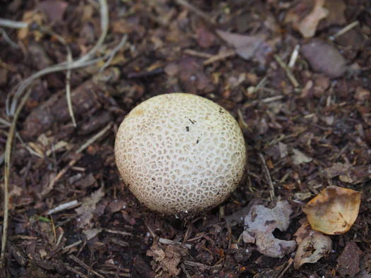 Pijnven, National Parc Forrestland, Overpelt, Hechtel-Eksel and Lommel (Belgium)